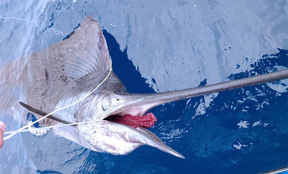 Dead sailfish on longline