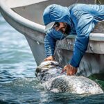 Tarpon release at side of boat