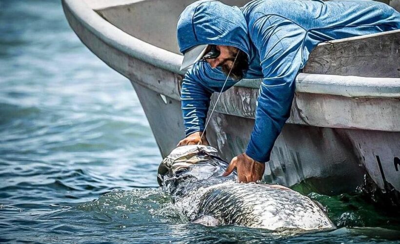 Tarpon release at side of boat