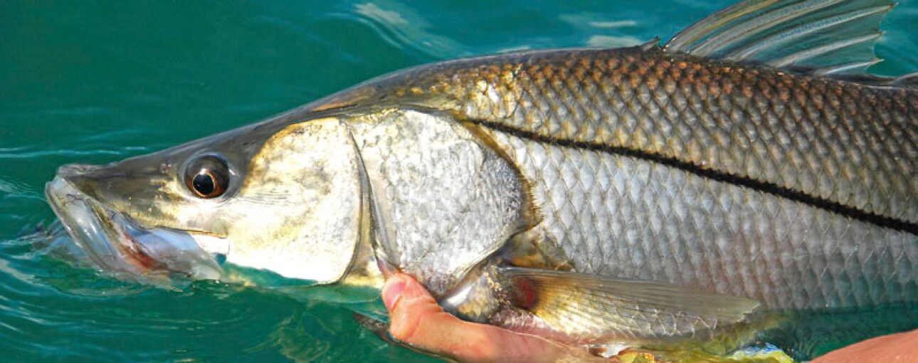 photo of snook release