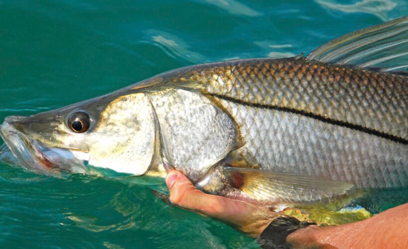 photo of snook release