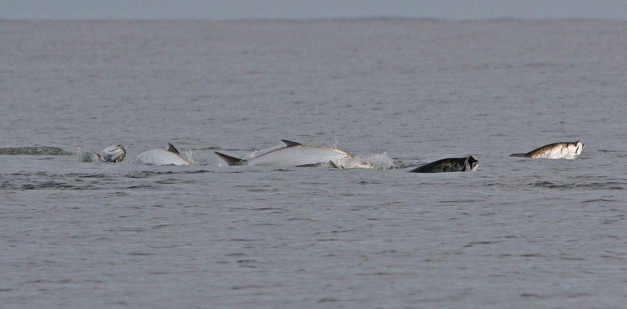 Tarpon fishing in Costa Rica