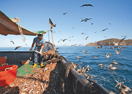 trawling bycatch costa rica photo Mar Viva