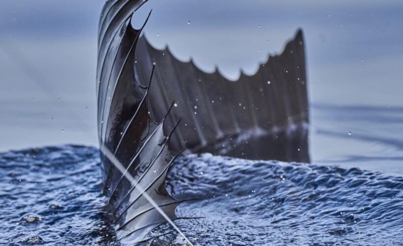 Costa Rica sailfish fishing