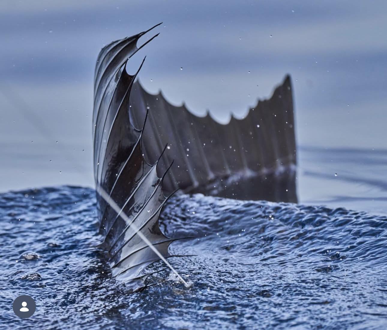 Costa Rica sailfish fishing