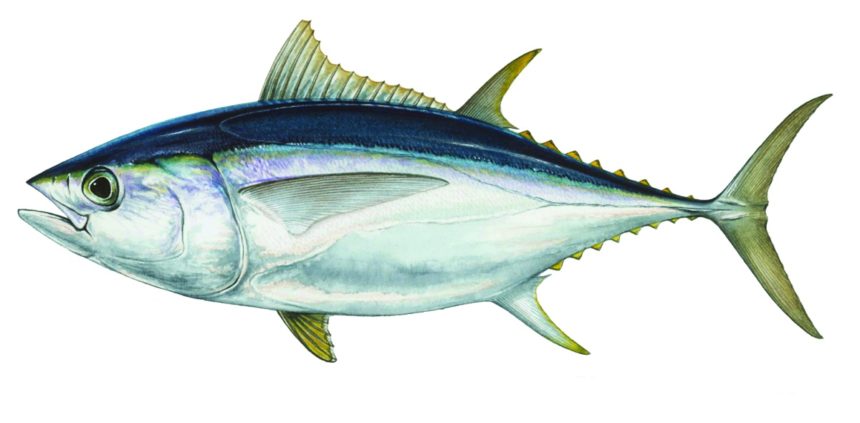 big eye tuna