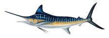 Marlin rayado