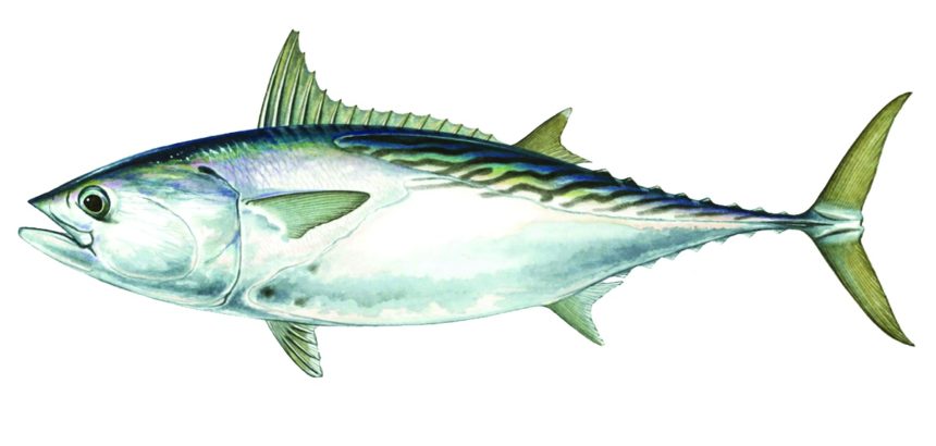 kinds of tuna